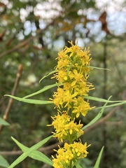 Solidago curtisii
