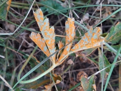 Phragmidium potentillae