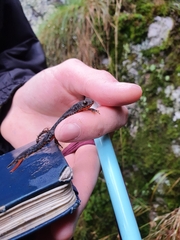 Ichthyosaura alpestris