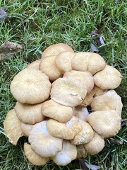 Desarmillaria tabescens