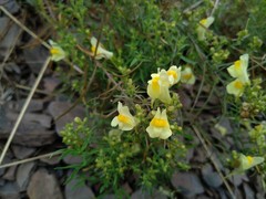 Linaria vulgaris