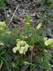 Linaria vulgaris