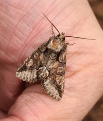 Allophyes oxyacanthae