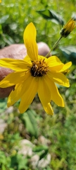 Helianthus hirsutus