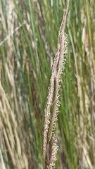 Sporobolus pumilus