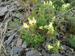 Linaria vulgaris