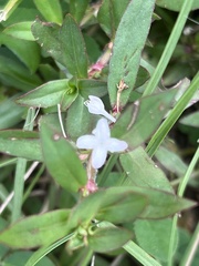 Diodia