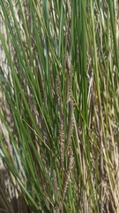Sporobolus pumilus