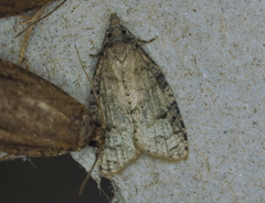 Platynota idaeusalis