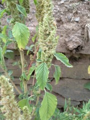 Amaranthus
