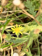 Senecio viscosus