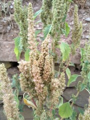 Amaranthus