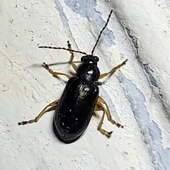 Lysathia ludoviciana