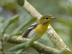 Vireo flavifrons