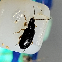 Lysathia ludoviciana