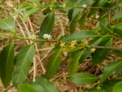 Cyclophyllum schultzii