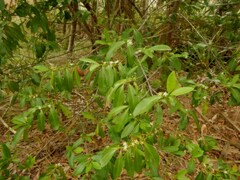 Cyclophyllum schultzii