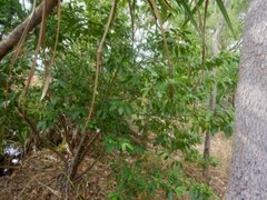 Cyclophyllum schultzii