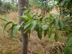 Cyclophyllum schultzii