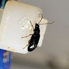 Lysathia ludoviciana