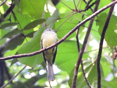 Myiopagis viridicata