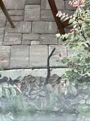 Coluber constrictor priapus