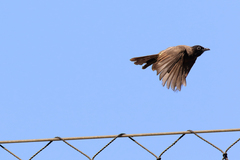 Pycnonotus xanthopygos