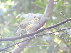 Cyclarhis gujanensis