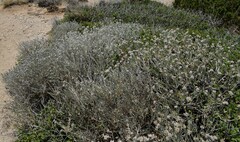 Convolvulus oleifolius