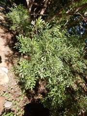 Fraxinus greggii
