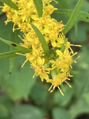 Solidago curtisii