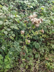 Pentanema squarrosum