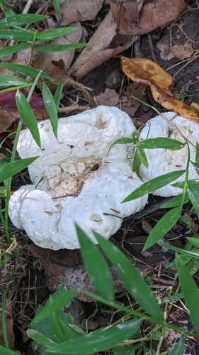 Aborted entoloma (Entoloma abortivum)