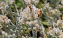 Convolvulus oleifolius
