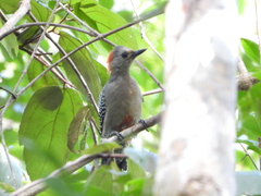 Melanerpes pygmaeus