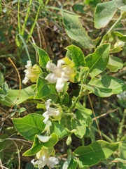 Araujia sericifera