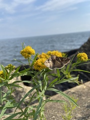 Autographa precationis