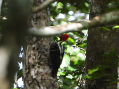 Campephilus guatemalensis