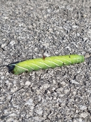Smerinthus ocellata