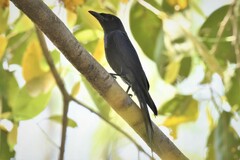 Dicrurus leucophaeus