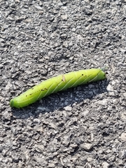 Smerinthus ocellata