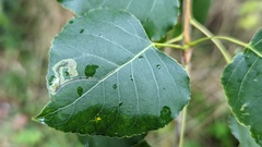 Stigmella trimaculella