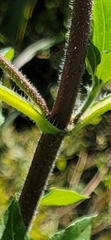 Helianthus hirsutus