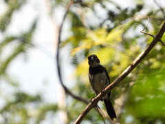 Sporophila morelleti