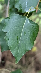 Populus × canadensis