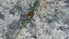 Calligrapha polyspila