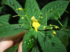 Impatiens racemosa