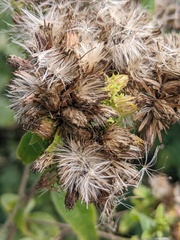 Pentanema squarrosum