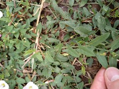 Convolvulus arvensis