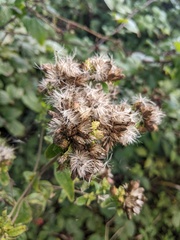 Pentanema squarrosum